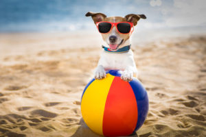 urlaub mit hund