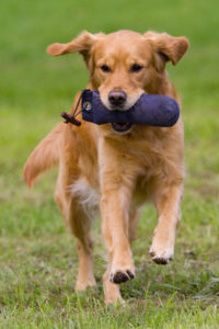 hund apportieren beibringen